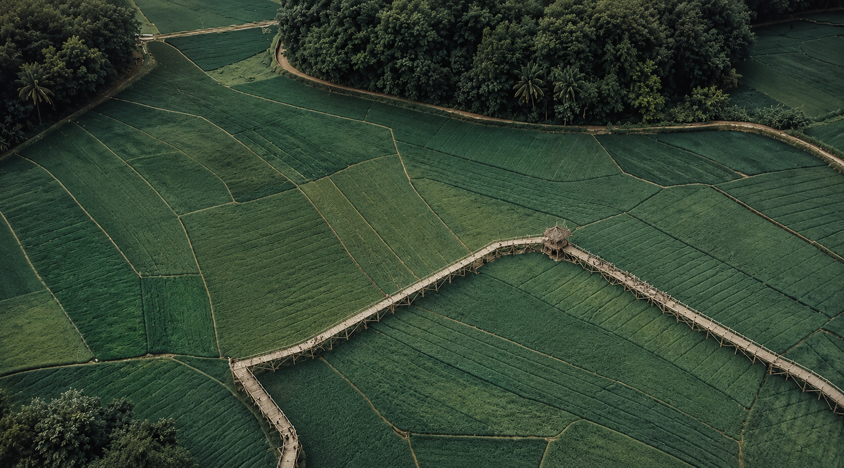 Plantation Background